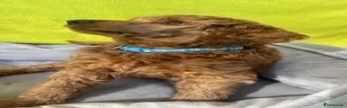Standard Poodle Puppy 6