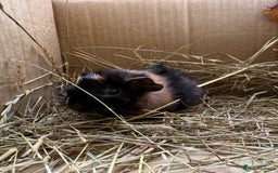 Guinea Pig rodents for sale: Abyssinian Boar Baby, black & tan band & rosettes - Image 10