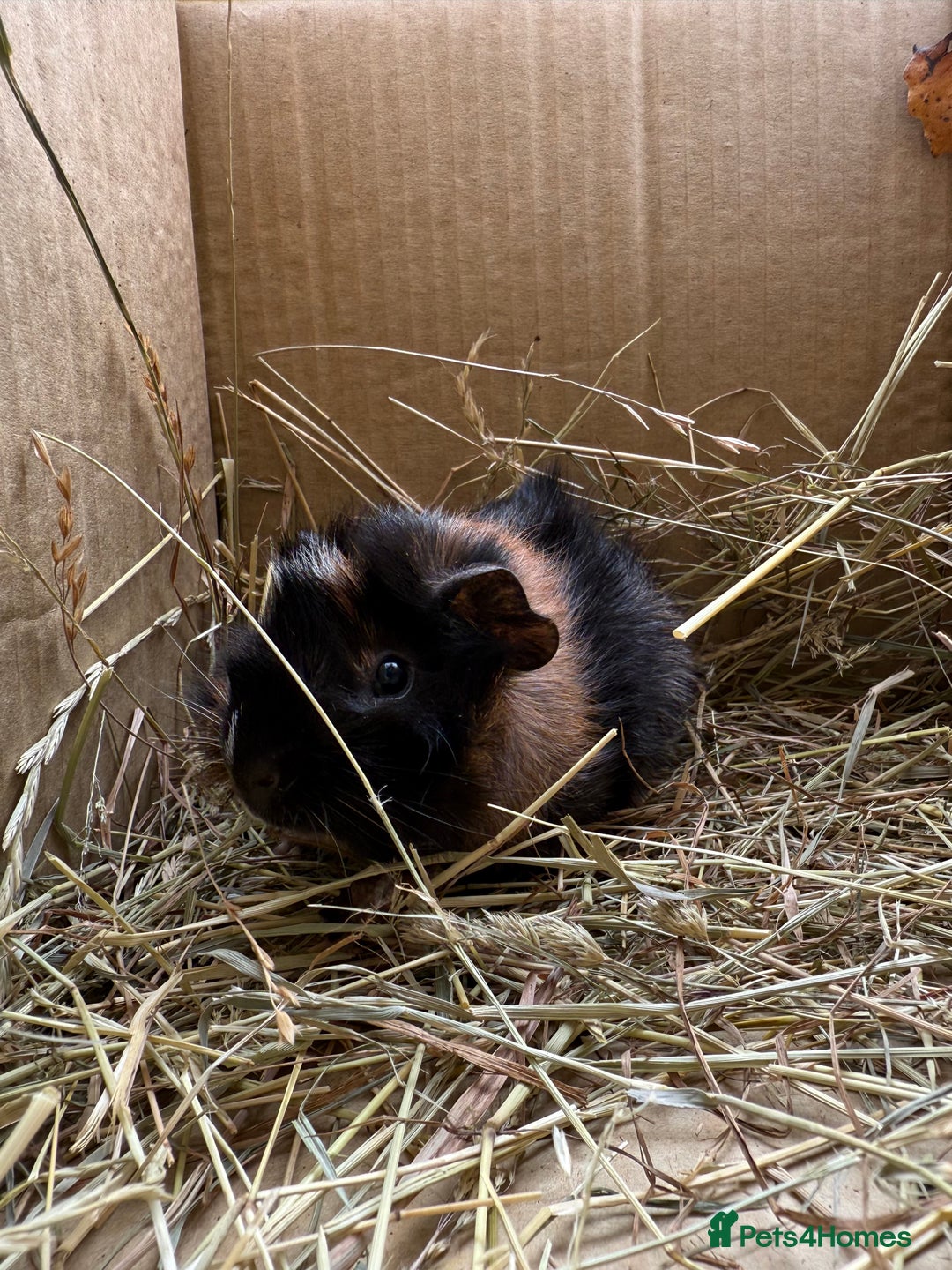 Guinea Pig rodents for sale: Abyssinian Boar Baby, black & tan band & rosettes - Image 10