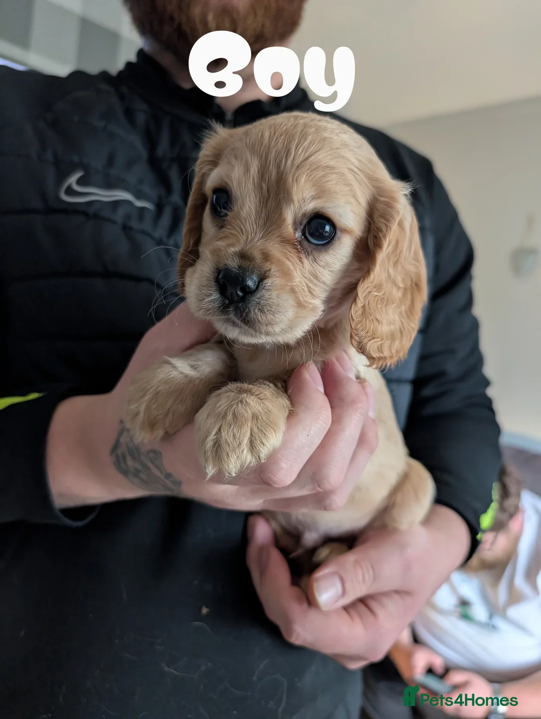 Cockalier dogs for sale: Cockalier Puppys - Advert 6