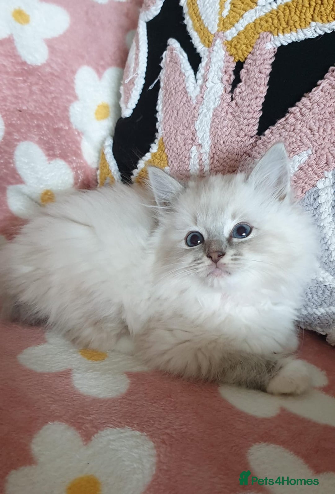 Ragdoll cats for sale: Absolutely Stunning GCCF Registered Kittens. - Advert 16