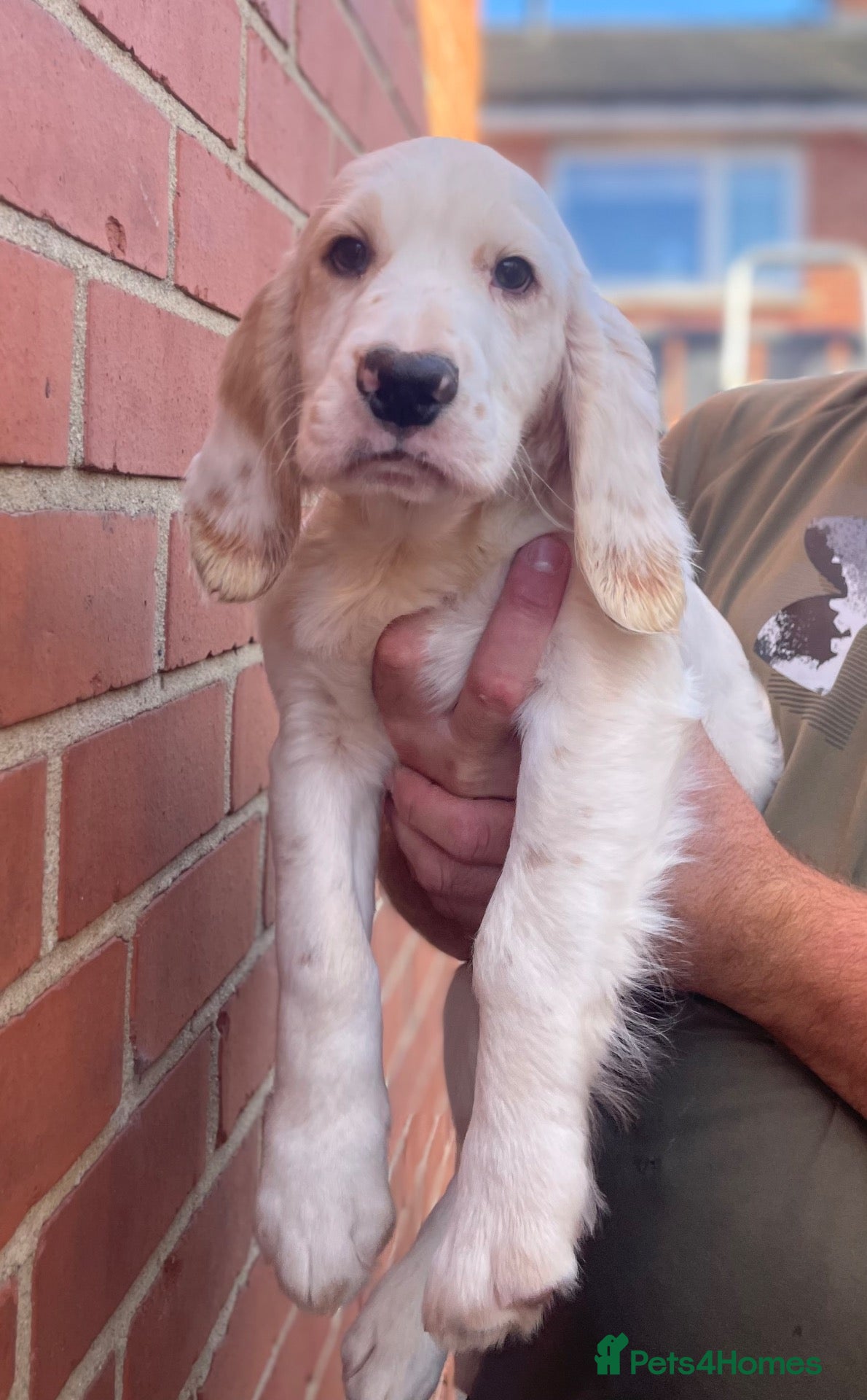 Clumber Spaniel dogs for sale: Health Tested Working Cocker x Clumber Puppies - Advert 3