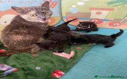 British Shorthair cats for sale: £40 Female British shorthair kitten must go today - Image 6