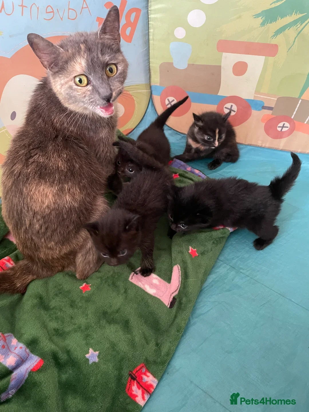 British Shorthair cats for sale: £40 Female British shorthair kitten must go today - Image 6