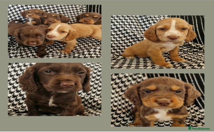 Cocker Spaniel dogs - Advert 7