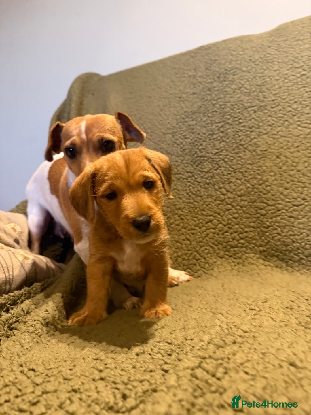 Mixed Breed dogs for sale: Jack Russell X Lakeland Terrier Puppies - Advert 10