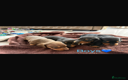 Dachshund dogs for sale: Dachshund puppies  - Image 2