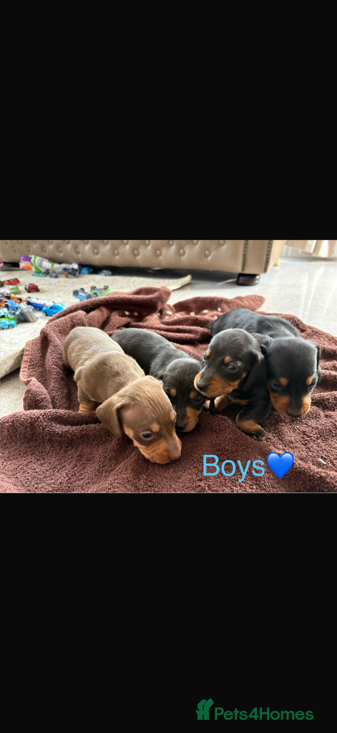 Dachshund dogs for sale: Dachshund puppies  - Image 2
