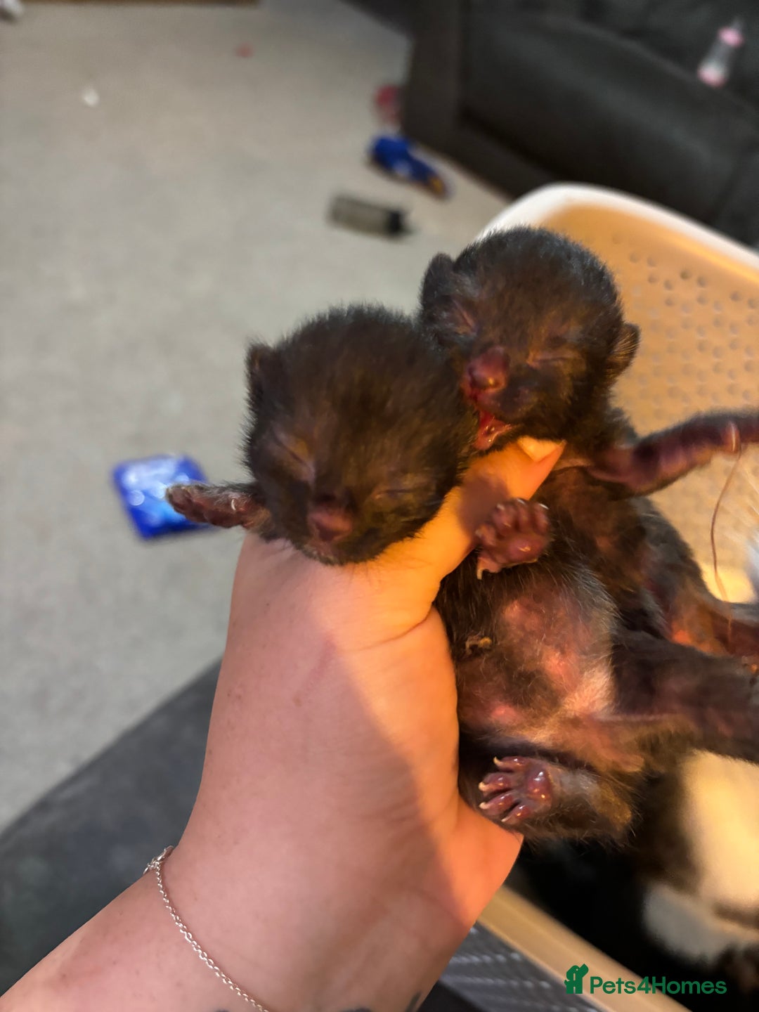 Domestic Shorthair cats for sale: Black and grey kittens - Image 14