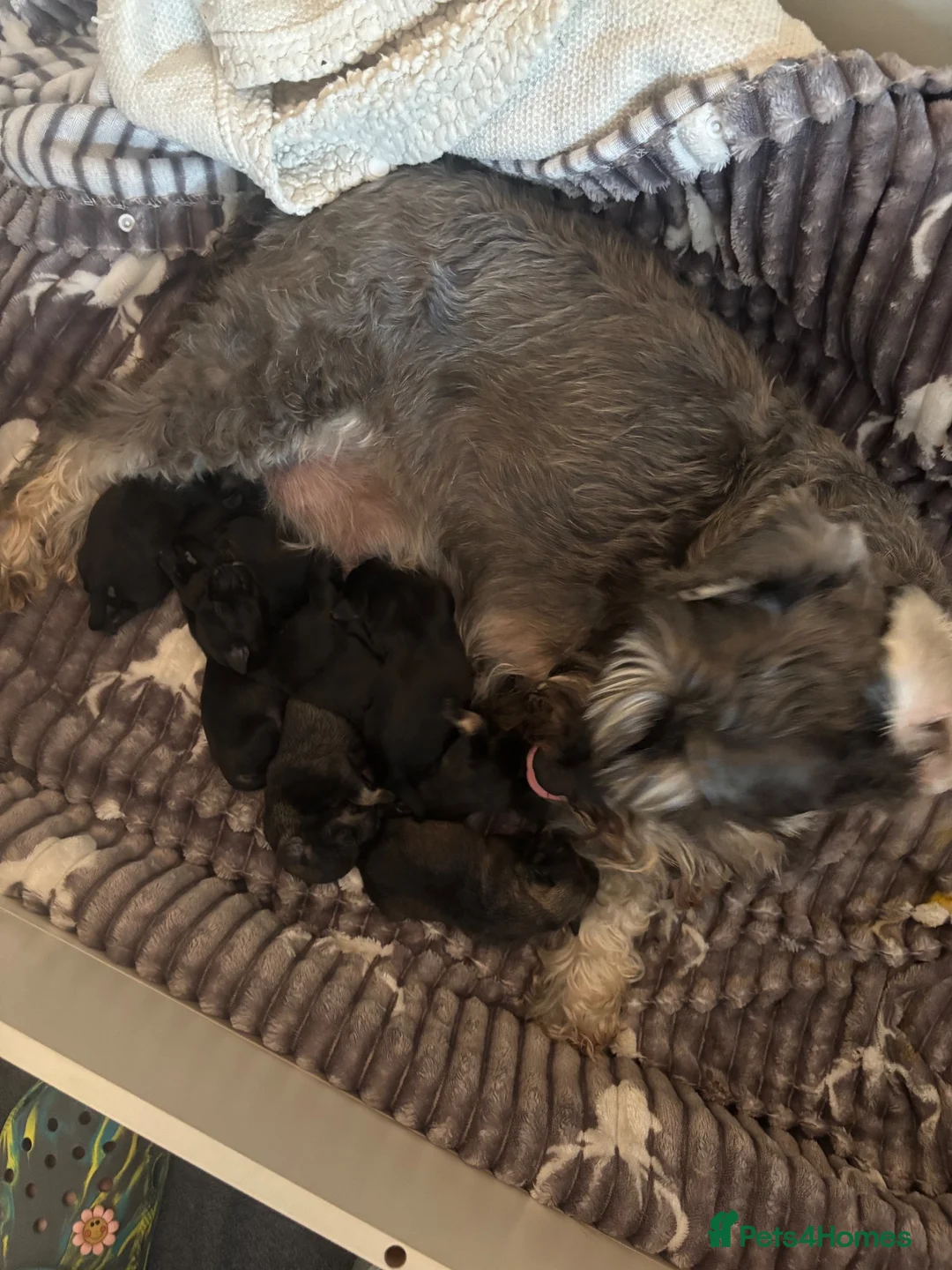 Miniature Schnauzer dogs for sale: Miniature schnauzer  - Advert 9