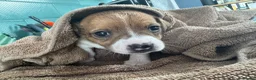Jack Russell dogs for sale: ONE BOY LEFT - Advert 11