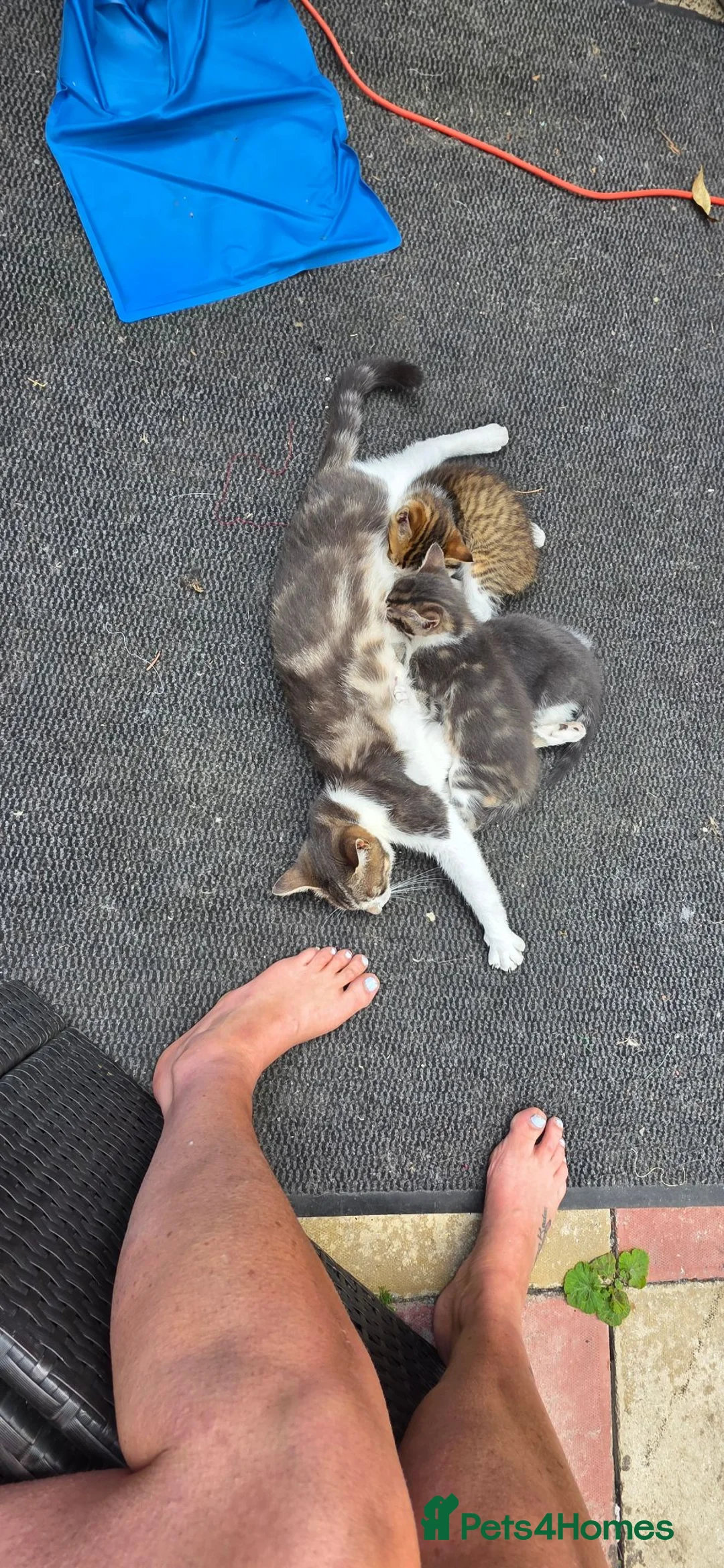 Mixed Breed cats for sale: 3 beautiful kittens - Advert 1