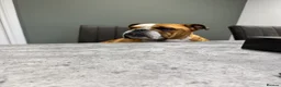 English Bulldog dogs for sale: Missy- English bulldog - Advert 2