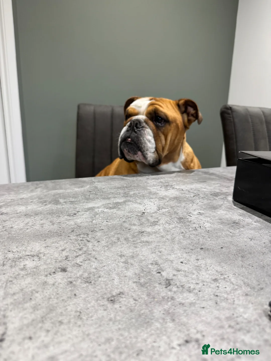 English Bulldog dogs for sale: Missy- English bulldog - Advert 2