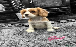 Cavalier King Charles Spaniel dogs for sale: *KC Registered DNA BVA/PRA Clear Cavalier Puppies* - Image 6