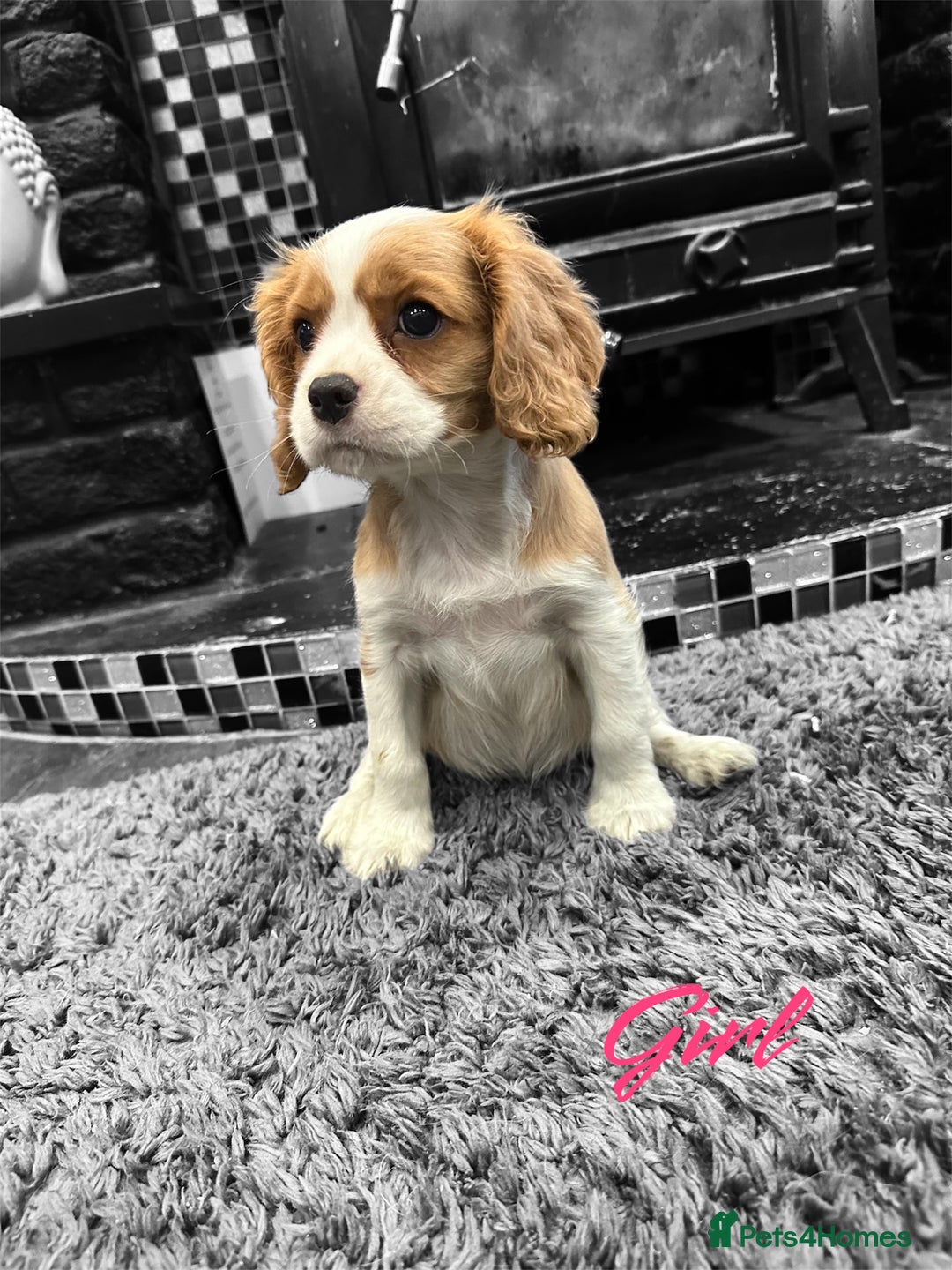 Cavalier King Charles Spaniel dogs for sale: *KC Registered DNA BVA/PRA Clear Cavalier Puppies* - Image 6