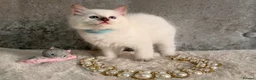 Ragdoll cats for sale: Stunning 🌟 Ragdoll Kittens 🌟  - Advert 8