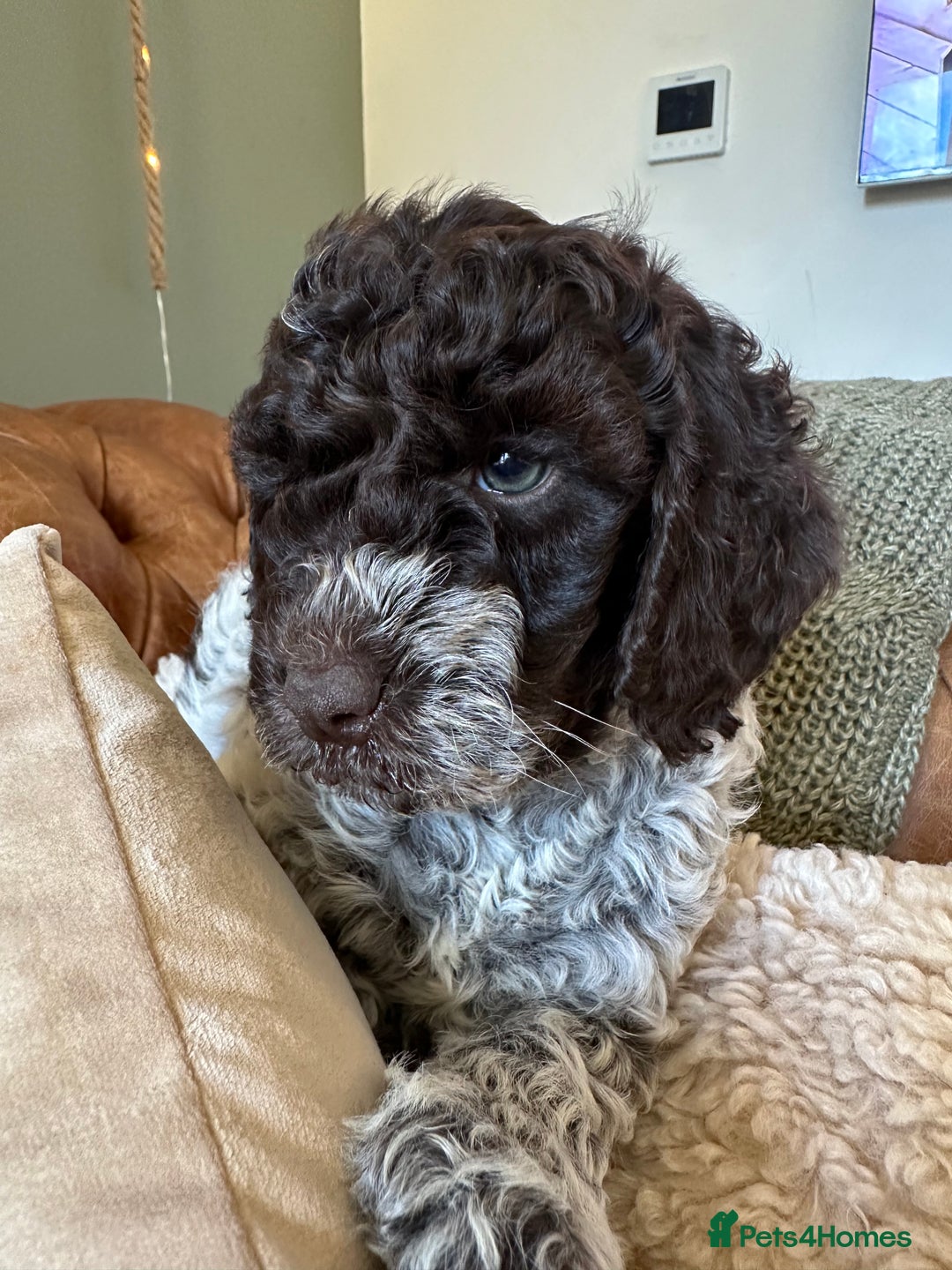Cockapoo dogs for sale: Cockapoo puppies. Fully DNA tested.  - Image 6