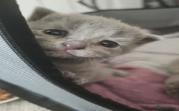 British Shorthair cats for sale: British Shorthair x Scottish Fold - Image 8