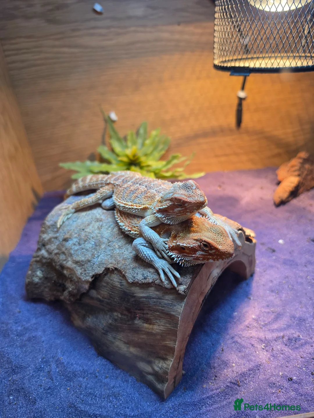 Bearded Dragon reptiles for sale: 2 bearded dragons in Boston - Advert 2
