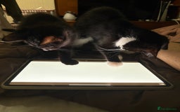 British Shorthair cats for sale: three lovely ladies for sale - Image 4