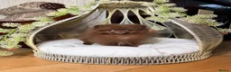 Pomeranian dogs for sale: Chocolate Pomeranian Girl and boys - Advert 15