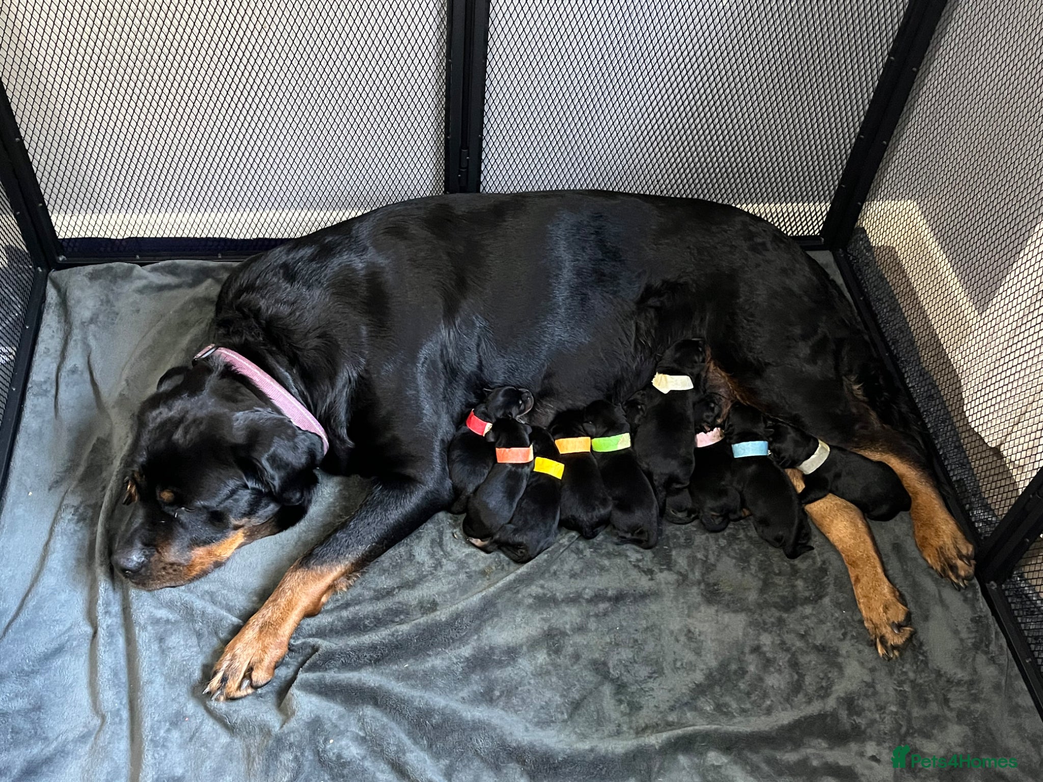 Rottweiler dogs Beautiful Rottweiler puppies - Advert 2