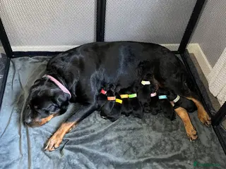 Rottweiler dogs Beautiful Rottweiler puppies - Advert 3