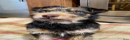 Jack Russell dogs for sale: Adorable Rough Coated Jack Russell Puppies  - Advert 8