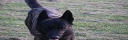 Belgian Shepherd Dog dogs for sale: DH male  - Advert 2