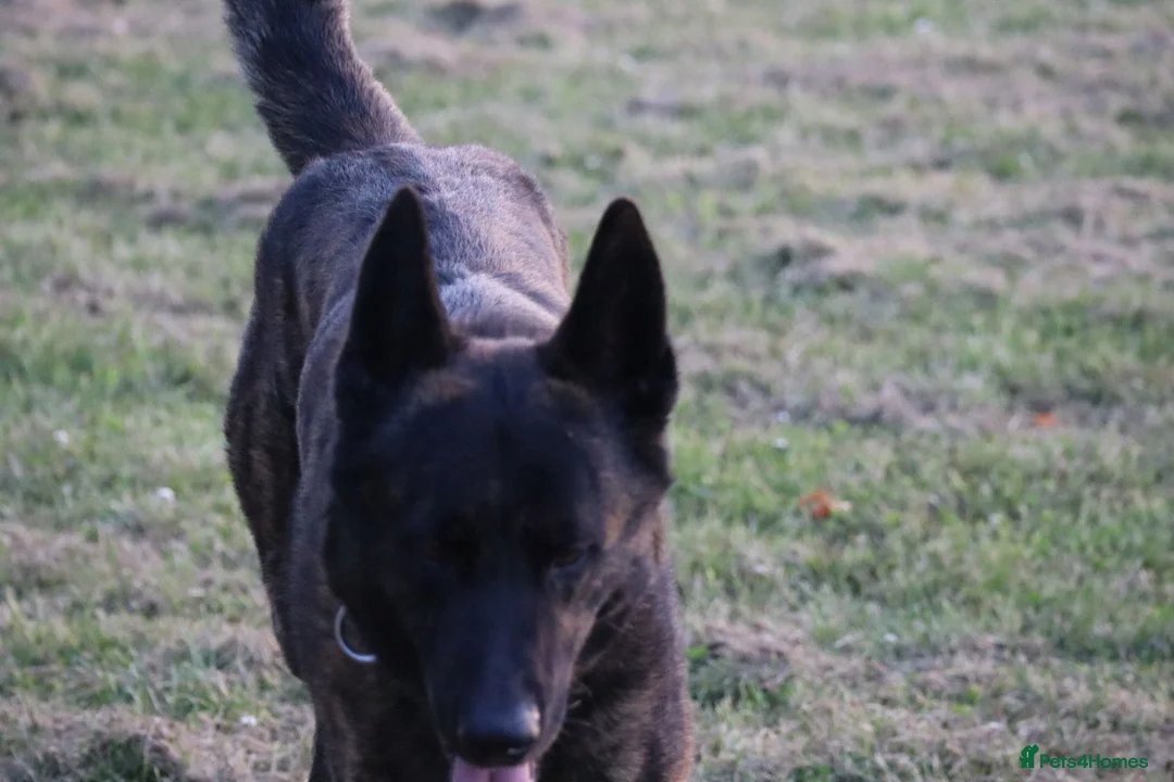 Belgian Shepherd Dog dogs for sale: DH male  - Advert 2