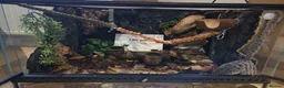 Gecko reptiles for sale: Crested Gecko and full bioactive set up in Torquay - Advert 2