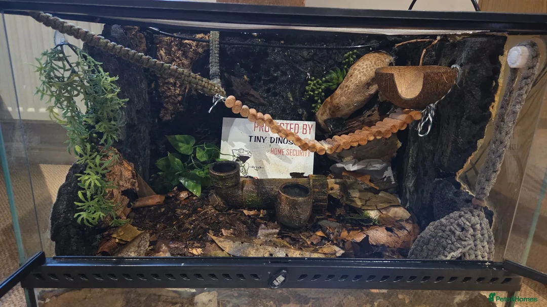 Gecko reptiles for sale: Crested Gecko and full bioactive set up in Torquay - Advert 2