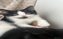 Mixed Breed cats for sale: 2 Kittens for sale[READY TO LEAVE] - Advert 4