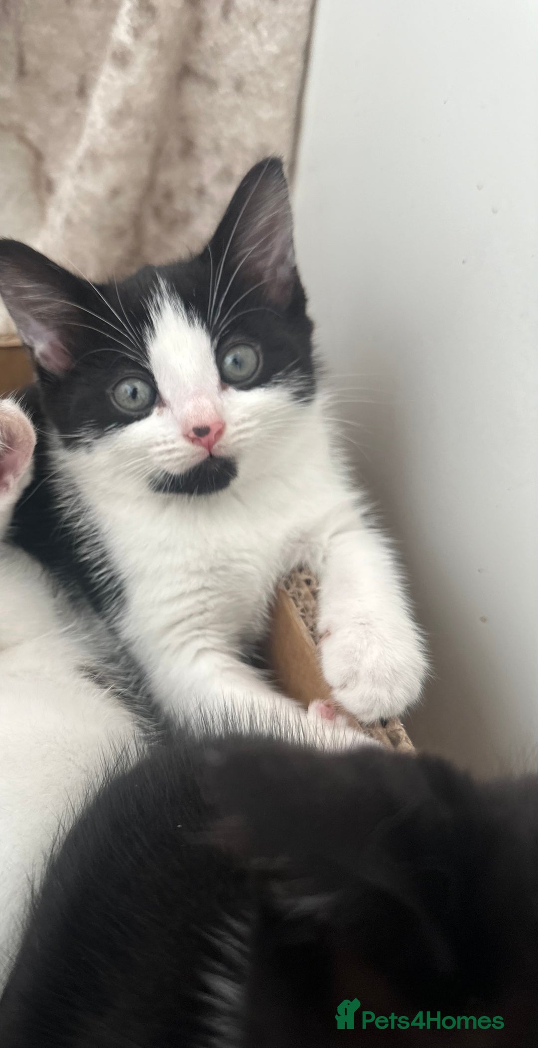 Mixed Breed cats for sale: 2 Kittens for sale[READY TO LEAVE] - Advert 4