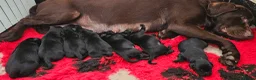 Labrador Retriever dogs for sale: 7 STUNNING BLACK KC REGISTERED LABRADORS - Advert 17
