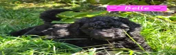 Cockapoo dogs for sale: Health Tested F1b Cockapoo Puppies - Advert 10