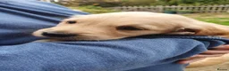 Golden Retriever dogs for sale: 8 Golden Retriever puppies for sale. - Advert 10
