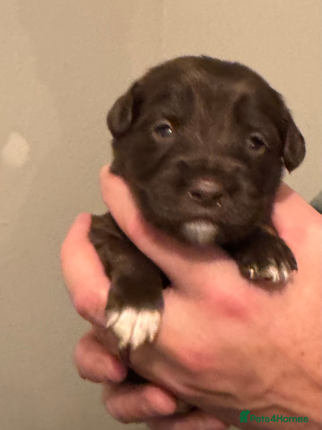 Bordoodle dogs for sale: 🐾 Beautiful Bordoodle Puppies Available 🐾 - Advert 13