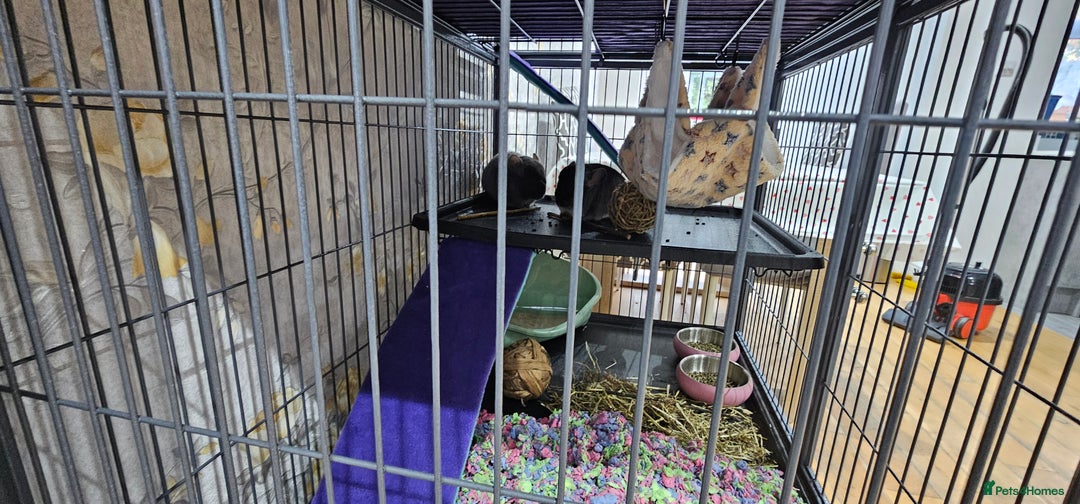 Chinchilla rodents for sale: 2 female chinchillas  - Image 6