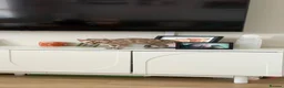 Bengal cats for sale: Snow and Rosetted bengal kittens   in Twickenham - Advert 9