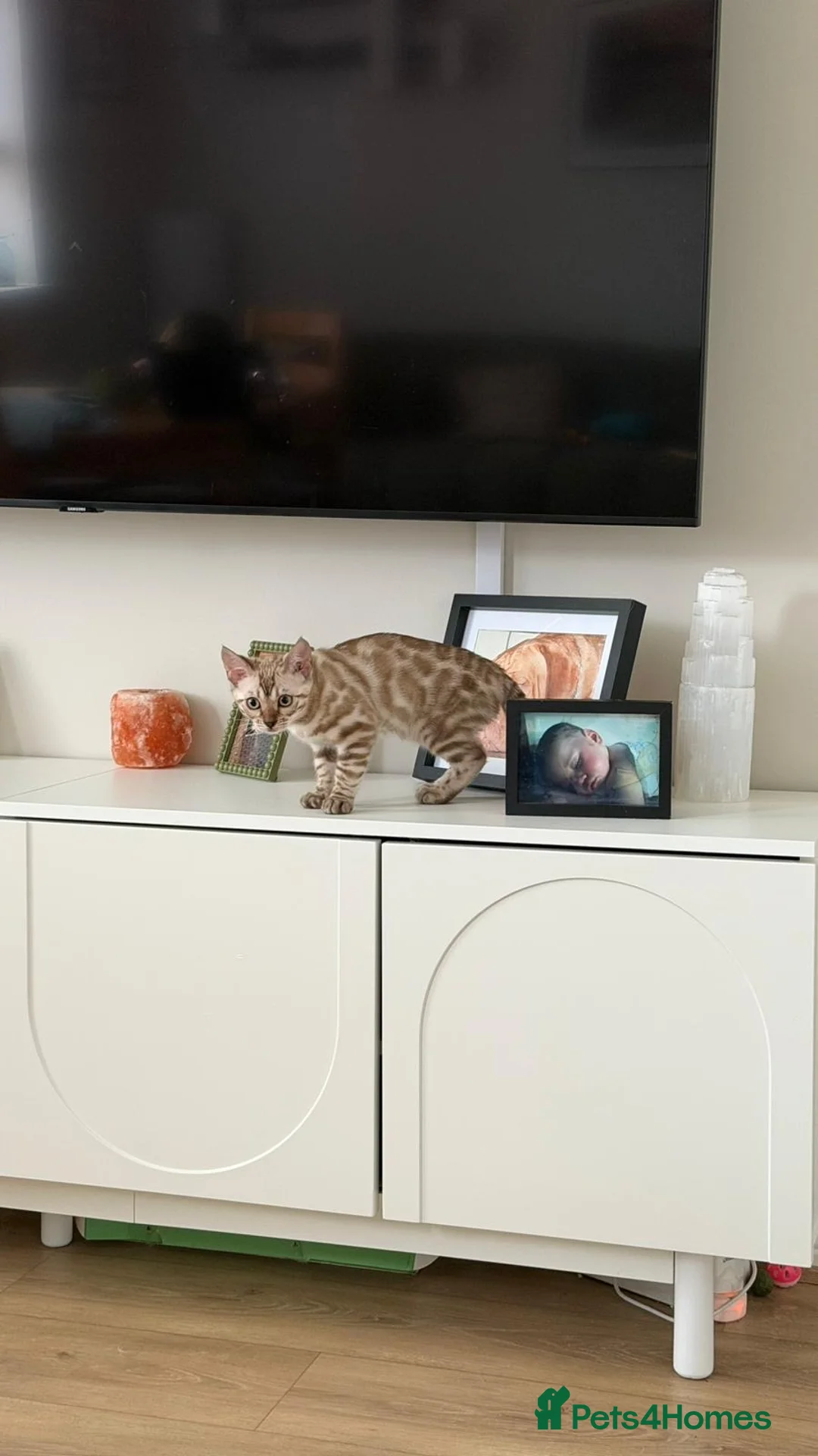 Bengal cats for sale: Snow and Rosetted bengal kittens   in Twickenham - Advert 9