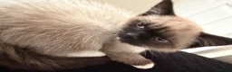 Snowshoe cats for sale: Snowshoe kitten  - Advert 4