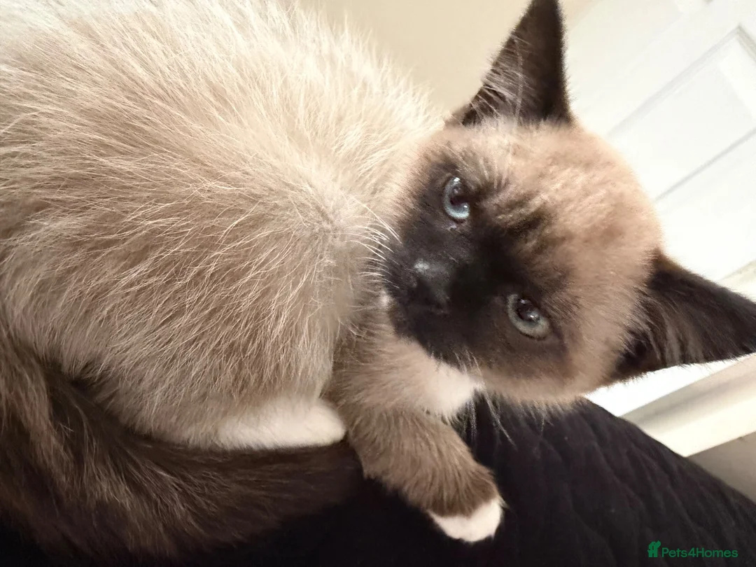 Snowshoe cats for sale: Snowshoe kitten  - Advert 4