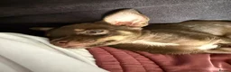 Mixed Breed dogs for sale: 3 GORGEOUS Puppies need their FOREVER HOMES 💙💙❤️ - Advert 7