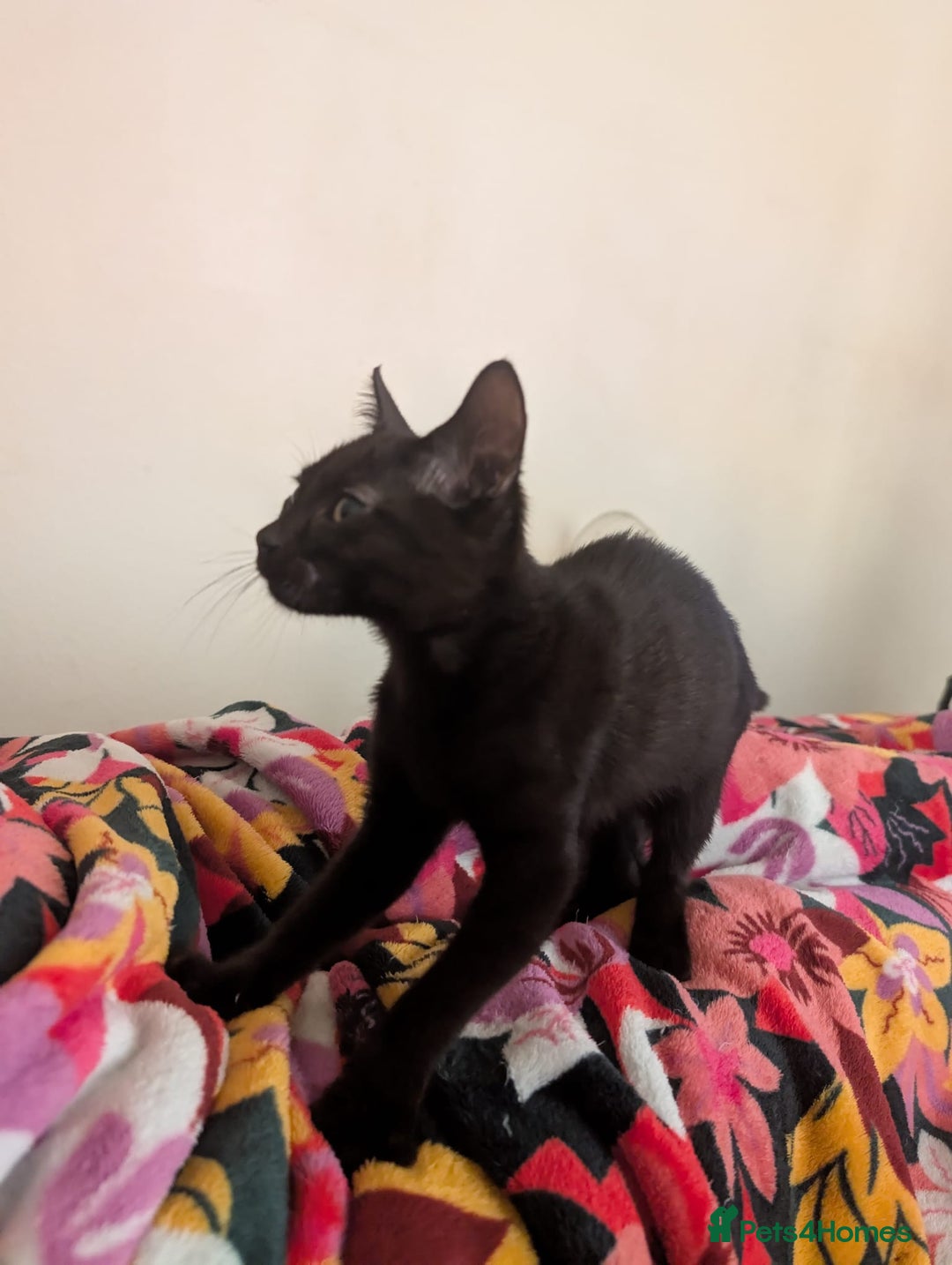 British Shorthair cats for sale: Male and Female Kittens needing forever home  - Image 3