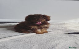 Cockapoo dogs for sale: Quality health tested miniature cockapoo girl! - Image 10