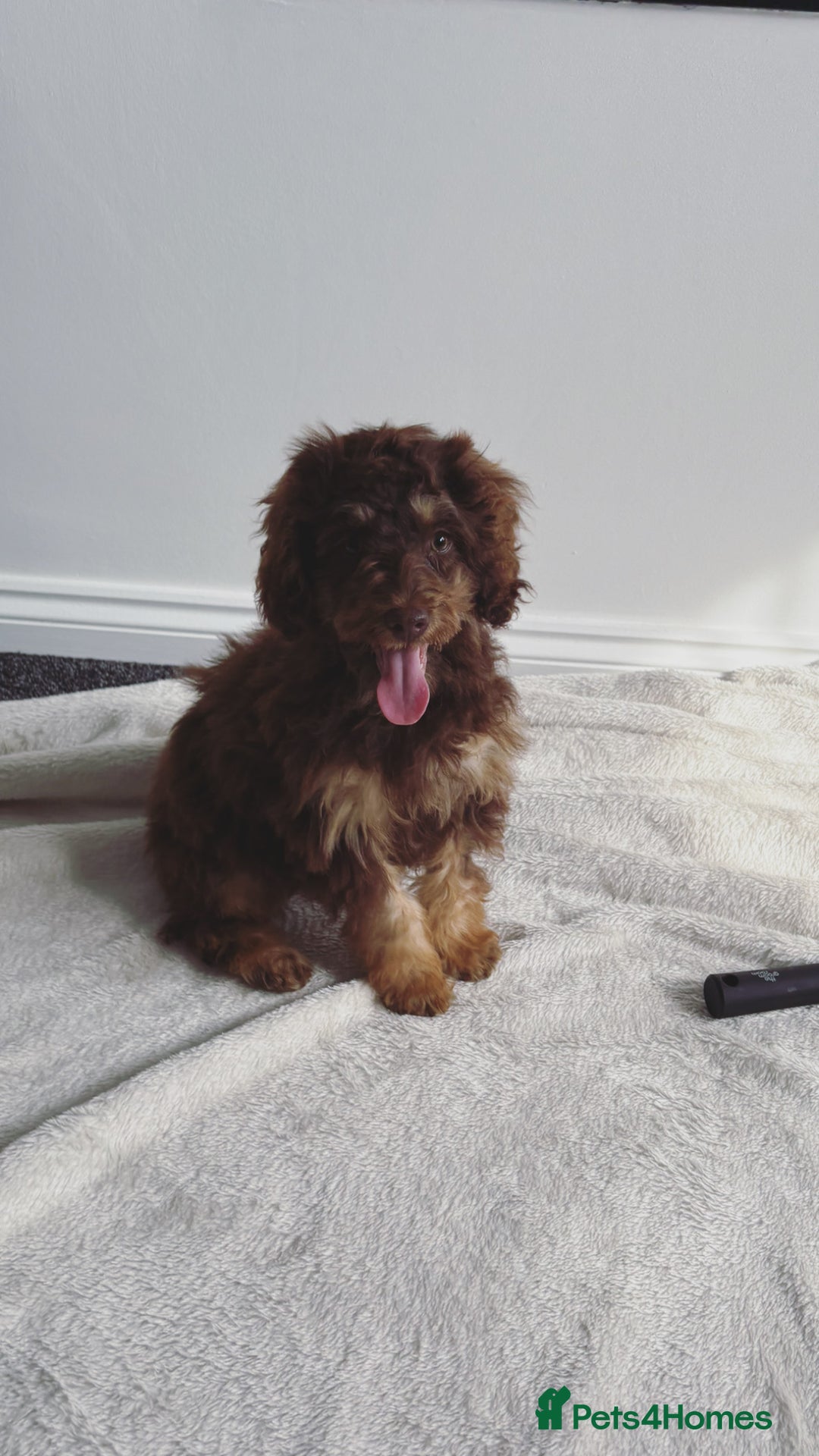 Cockapoo dogs for sale: Quality health tested miniature cockapoo girl! - Image 10