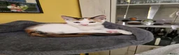 Mixed Breed cats for sale: Two Kittens Looking for Loving Homes  in Swadlincote - Advert 4