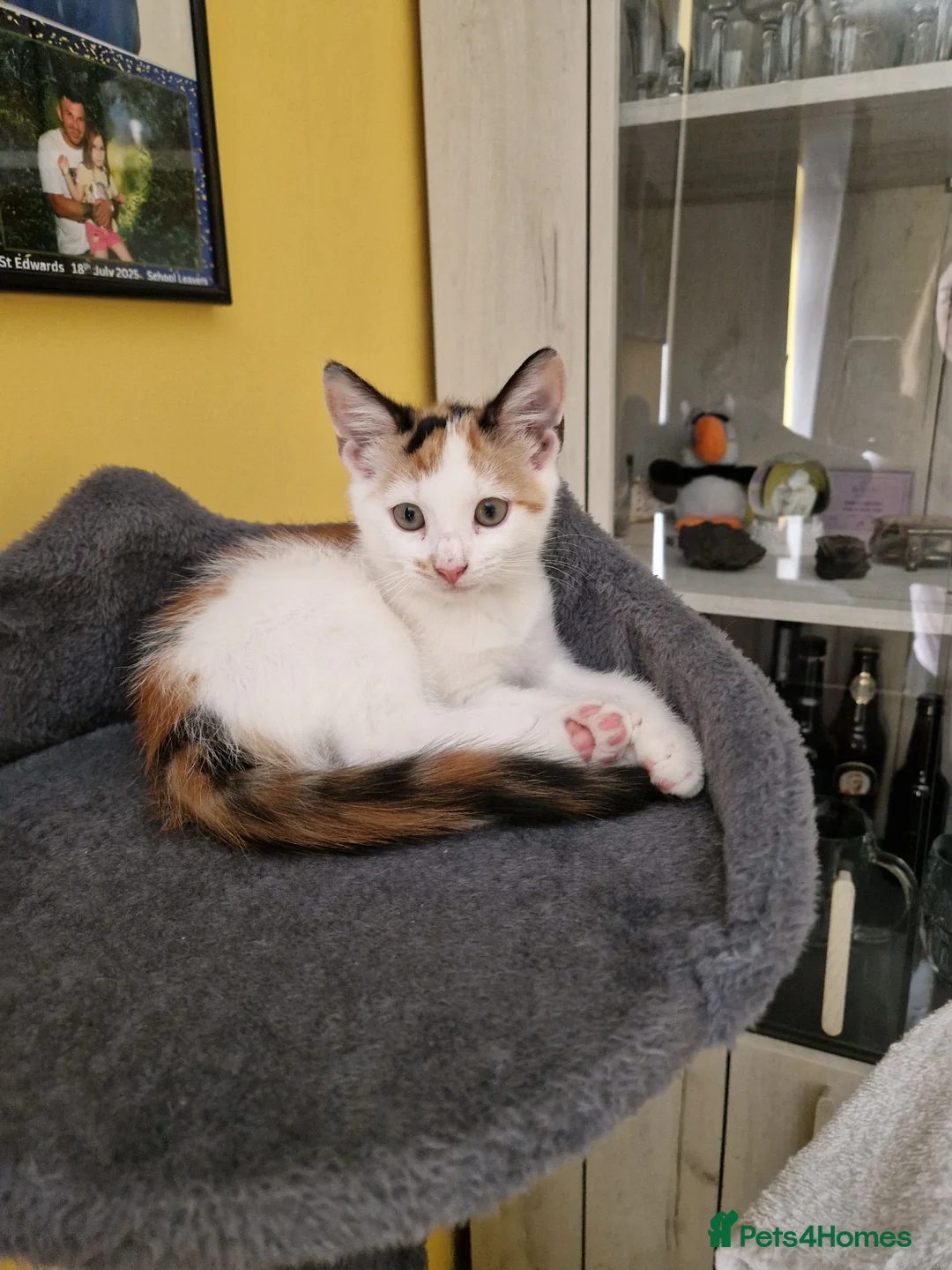 Mixed Breed cats for sale: Two Kittens Looking for Loving Homes  in Swadlincote - Advert 4